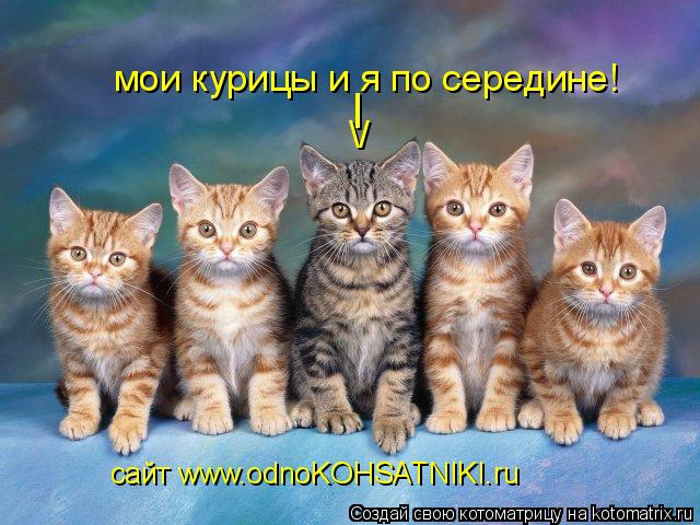 сайт www.odnoKOHSATNIKI.ru мои курицы и я по середине! / l... Котоматрица: сайт www.odnoKOHSATNIKI.ru мои курицы и я по середине! / l