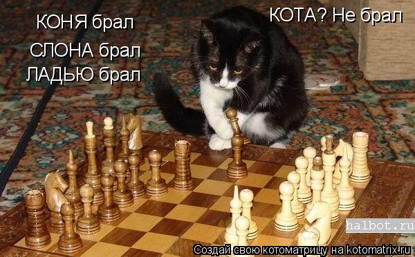 Котоматрица: КОНЯ брал СЛОНА брал ЛАДЬЮ брал КОТА? Не брал