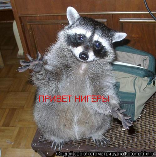 Котоматрица: ПРИВЕТ НИГЕРЫ
