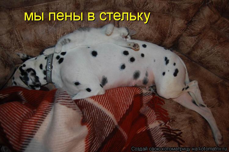 мы пены в стельку... Котоматрица: мы пены в стельку