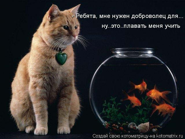 - Ребята, мне нужен доброволец для... ну..это..плавать меня учить... Котоматрица: - Ребята, мне нужен доброволец для... ну..это..плавать меня учить