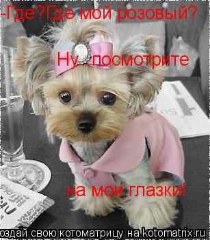 -Где?Где мой розовый? Ну...посмотрите на мои глазки!... Котоматрица: -Где?Где мой розовый? Ну...посмотрите на мои глазки!