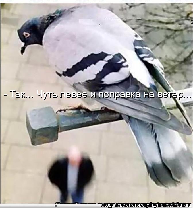 - Так... Чуть левее и поправка на ветер...... Котоматрица: - Так... Чуть левее и поправка на ветер...