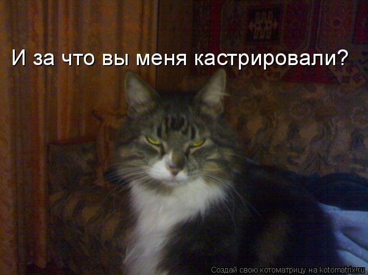 И за что вы меня кастрировали?... Котоматрица: И за что вы меня кастрировали?