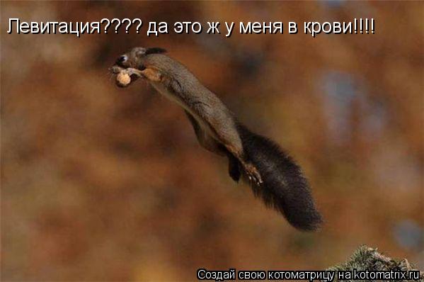 Левитация???? да это ж у меня в крови!!!!... Котоматрица: Левитация???? да это ж у меня в крови!!!!
