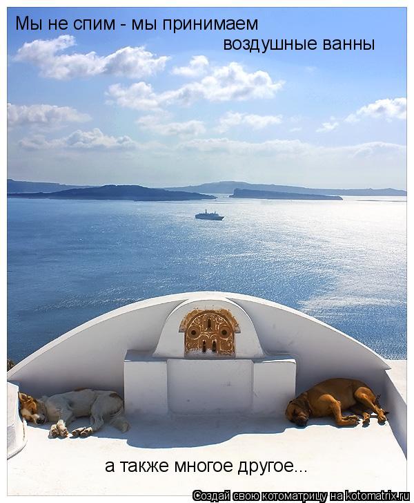 Котоматрица: Мы не спим - мы принимаем воздушные ванны а также многое другое...