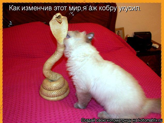 Как изменчив этот мир,я аж кобру укусил.... Котоматрица: Как изменчив этот мир,я аж кобру укусил.