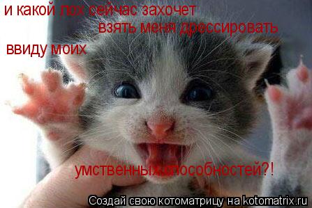 Котоматрица: и какой лох сейчас захочет взять меня дрессировать ввиду моих  умственных способностей?!