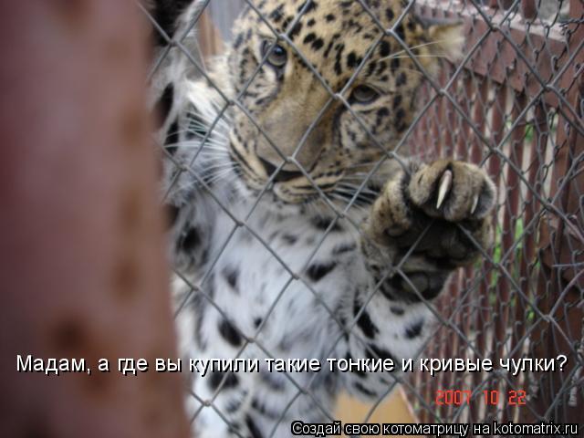 Мадам, а где вы купили такие тонкие и кривые чулки?... Котоматрица: Мадам, а где вы купили такие тонкие и кривые чулки?