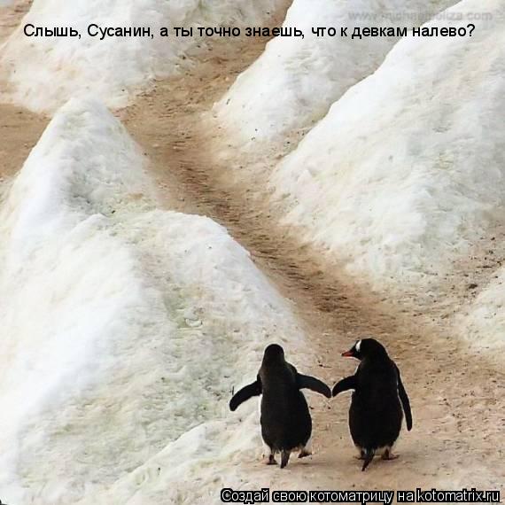 Котоматрица: Слышь, Сусанин, а ты точно знаешь, что к девкам налево?