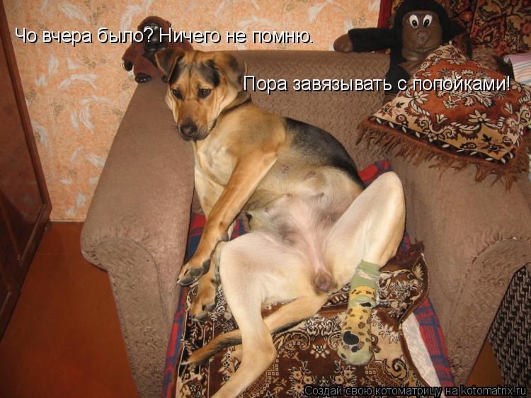 Чо вчера было? Ничего не помню. Пора завязывать с попойками!... Котоматрица: Чо вчера было? Ничего не помню. Пора завязывать с попойками!
