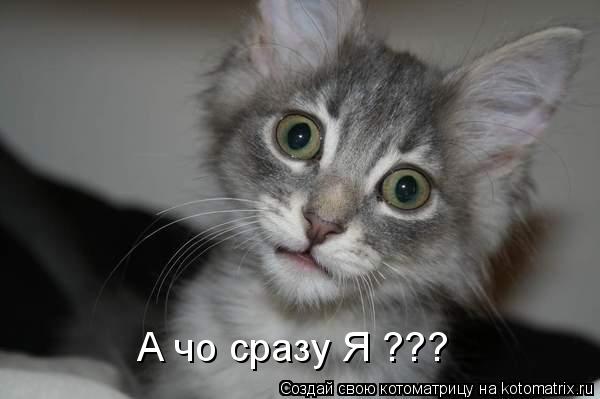 А чо сразу Я ???... Котоматрица: А чо сразу Я ???