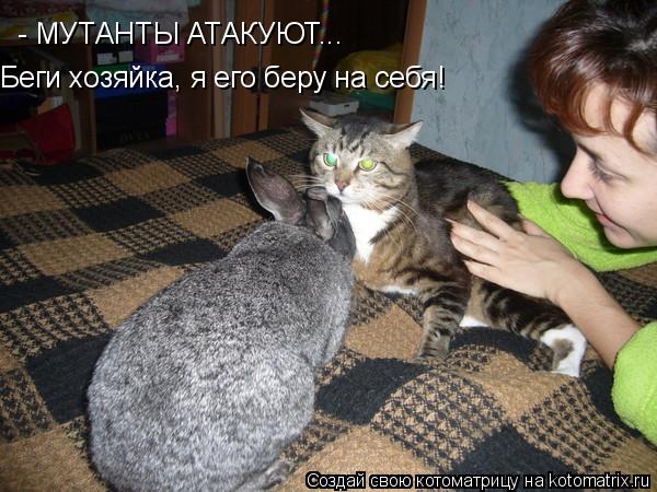 Котоматрица: - МУТАНТЫ АТАКУЮТ... Беги хозяйка, я его беру на себя!