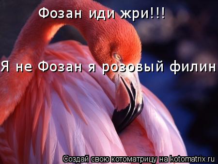 -Фазан иди жри!!! Я не Фозан я розовый филин!!! Фозан иди жри!!!... Котоматрица: -Фазан иди жри!!! Я не Фозан я розовый филин!!! Фозан иди жри!!!