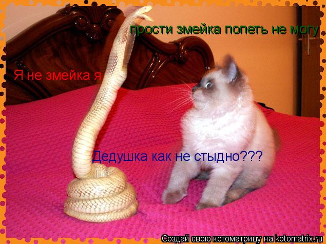 прости змейка попеть не могу Я не змейка я Дедушка как не стыдно???... Котоматрица: прости змейка попеть не могу Я не змейка я Дедушка как не стыдно???