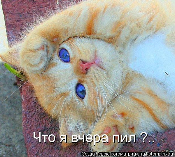 Что я вчера пил ?..... Котоматрица: Что я вчера пил ?..