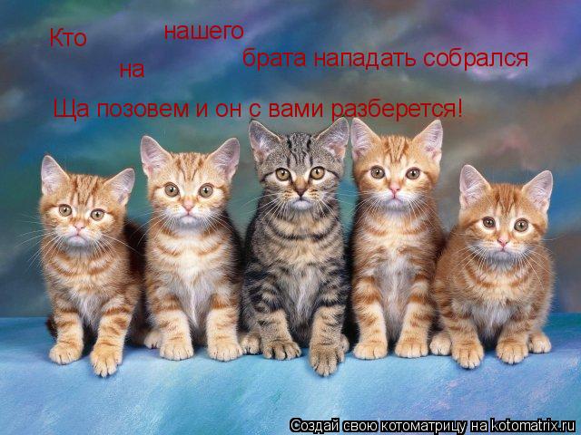 Кто на нашего брата нападать собрался Ща позовем и он с вами разберется!... Котоматрица: Кто на нашего брата нападать собрался Ща позовем и он с вами разберется!