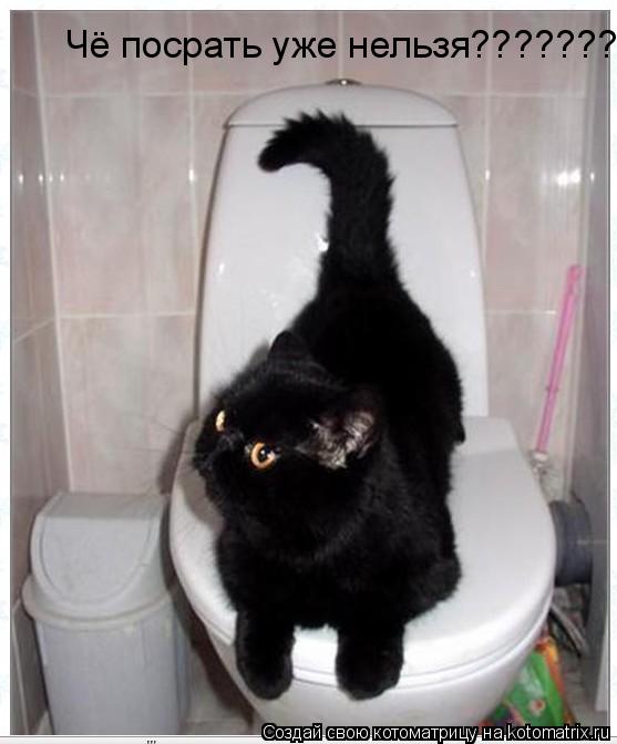 Котоматрица: Чё посрать уже нельзя???????