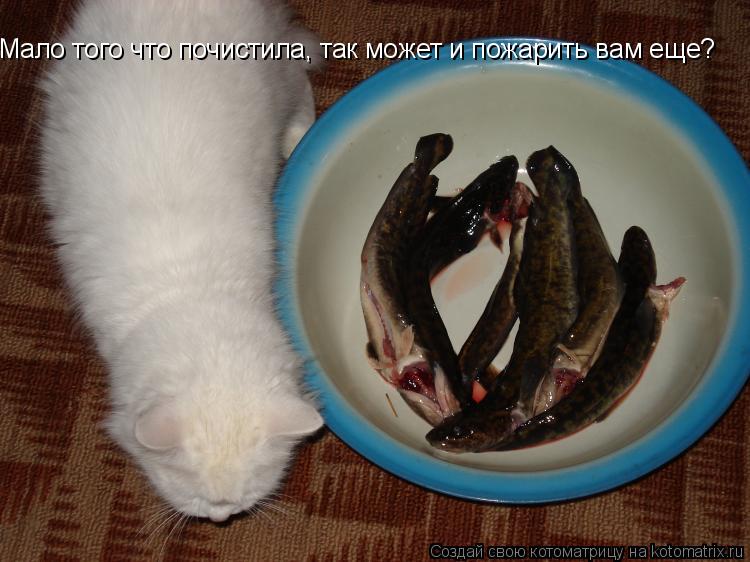 Мало того что почистила, так может и пожарить вам еще?... Котоматрица: Мало того что почистила, так может и пожарить вам еще?