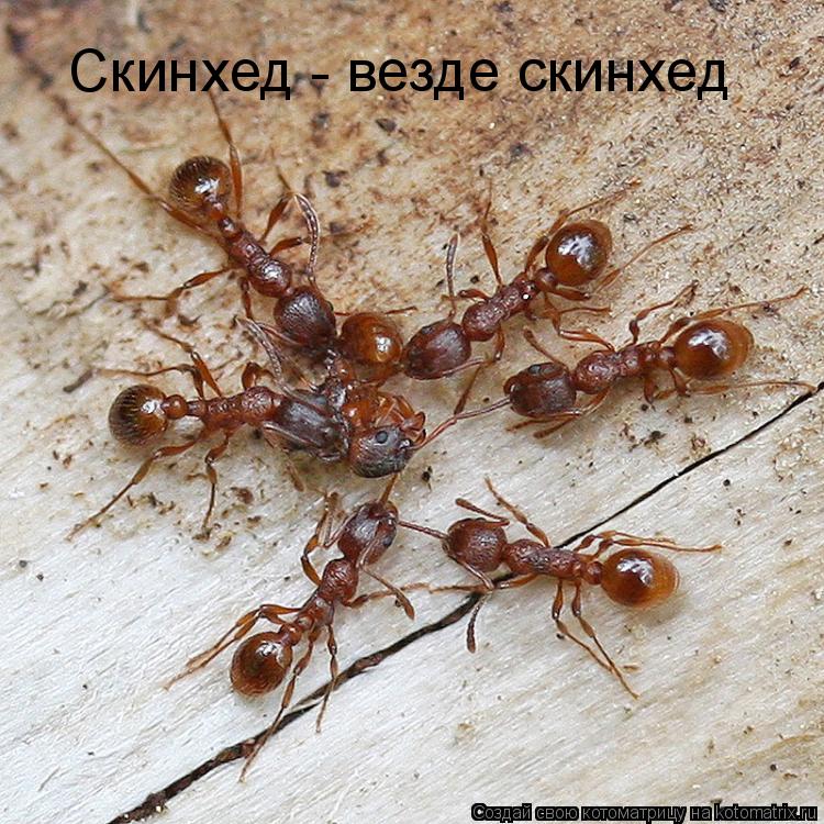 Скинхед - везде скинхед... Котоматрица: Скинхед - везде скинхед