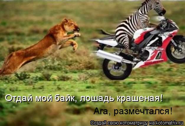Котоматрица: Отдай мой байк, лошадь крашеная! Ага, размечтался!