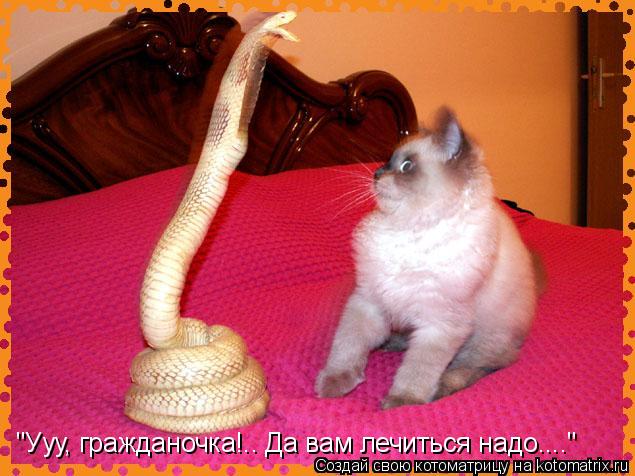 "Ууу, гражданочка!.. Да вам лечиться надо...."... Котоматрица: "Ууу, гражданочка!.. Да вам лечиться надо...."