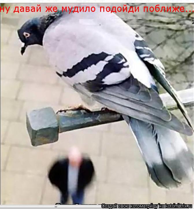 ну давай же мудило подойди поближе...... Котоматрица: ну давай же мудило подойди поближе...