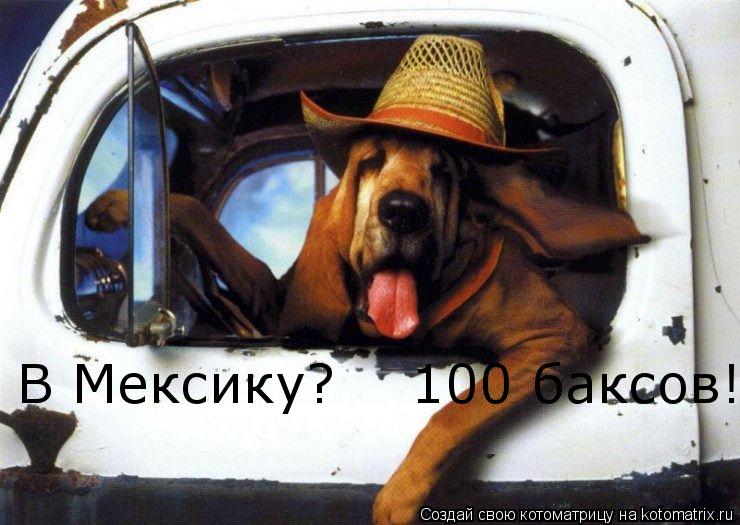 В Мексику? 100 баксов!... Котоматрица: В Мексику? 100 баксов!