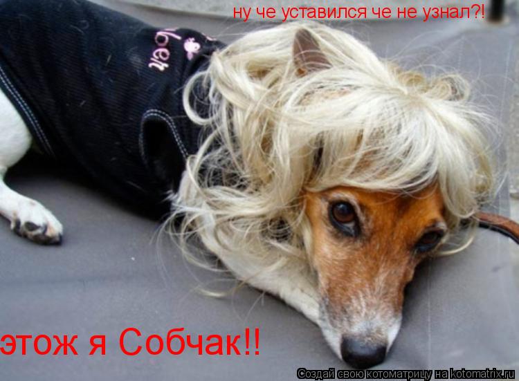 этож я Собчак!! ну че уставился че не узнал?!... Котоматрица: этож я Собчак!! ну че уставился че не узнал?!