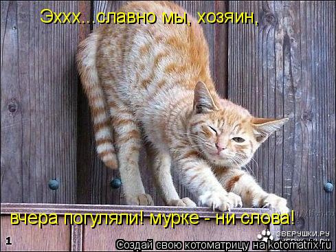 Эххх...славно мы, хозяин, вчера погуляли! мурке - ни слова!... Котоматрица: Эххх...славно мы, хозяин, вчера погуляли! мурке - ни слова!