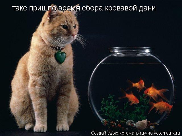 такс пришло время сбора кровавой дани... Котоматрица: такс пришло время сбора кровавой дани