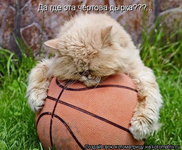 Да где эта чёртова дырка???...... Котоматрица: Да где эта чёртова дырка???...