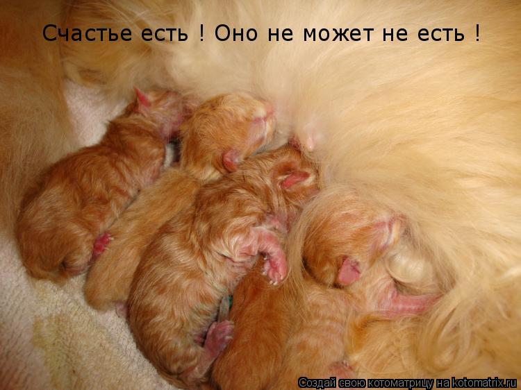 Счастье есть ! Оно не может не есть !... Котоматрица: Счастье есть ! Оно не может не есть !