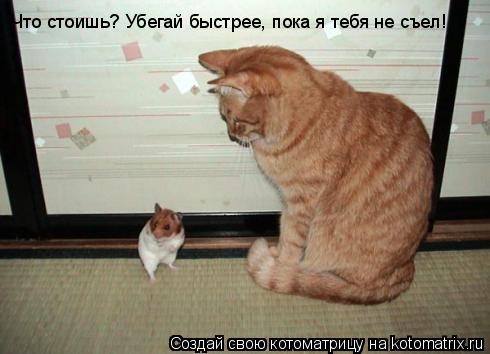 Что стоишь? Убегай быстрее, пока я тебя не съел!... Котоматрица: Что стоишь? Убегай быстрее, пока я тебя не съел!