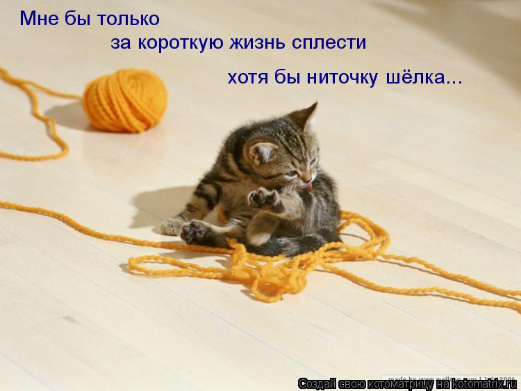 Котоматрица: Мне бы только за короткую жизнь сплести хотя бы ниточку шёлка...