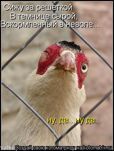 Сижу за решеткой В темнице сырой, Вскормленный в неволе... ну, да...ну да...... Котоматрица: Сижу за решеткой В темнице сырой, Вскормленный в неволе... ну, да...ну да...