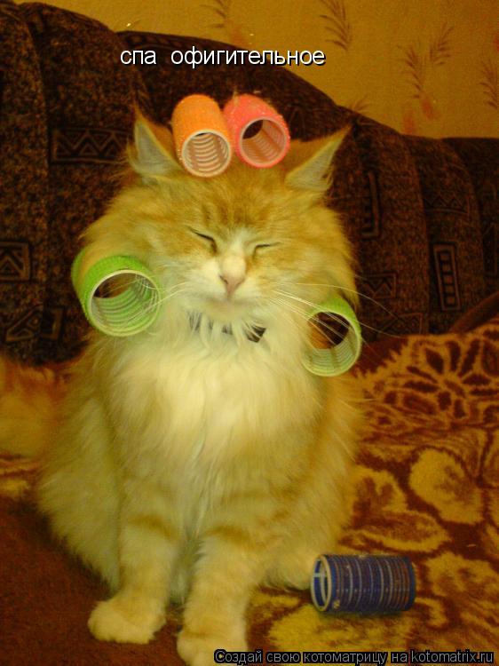 спа офигительное... Котоматрица: спа офигительное