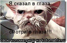 Я сказал в глаза смотри!в глаза!!!... Котоматрица: Я сказал в глаза смотри!в глаза!!!