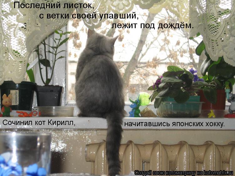 Котоматрица: Последний листок, с ветки своей упавший, лежит под дождём. Сочинил кот Кирилл, начитавшись японских хокку.