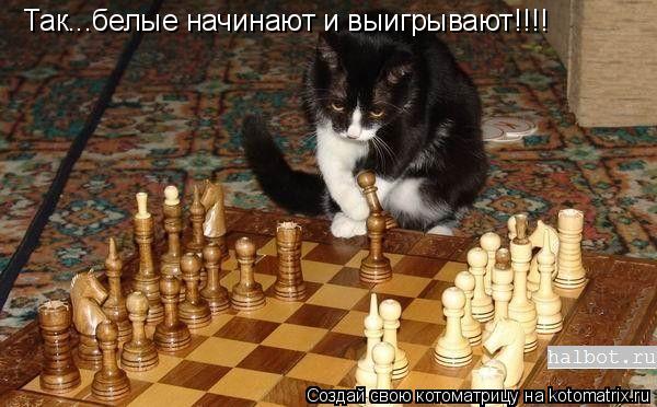 Так...белые начинают и выигрывают!!!!... Котоматрица: Так...белые начинают и выигрывают!!!!
