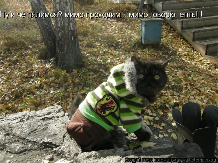 Ну и чё пялимся? мимо проходим....мимо говорю, епть!!!... Котоматрица: Ну и чё пялимся? мимо проходим....мимо говорю, епть!!!