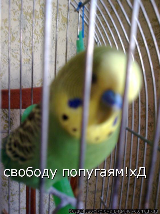 свободу попугаям!хД... Котоматрица: свободу попугаям!хД