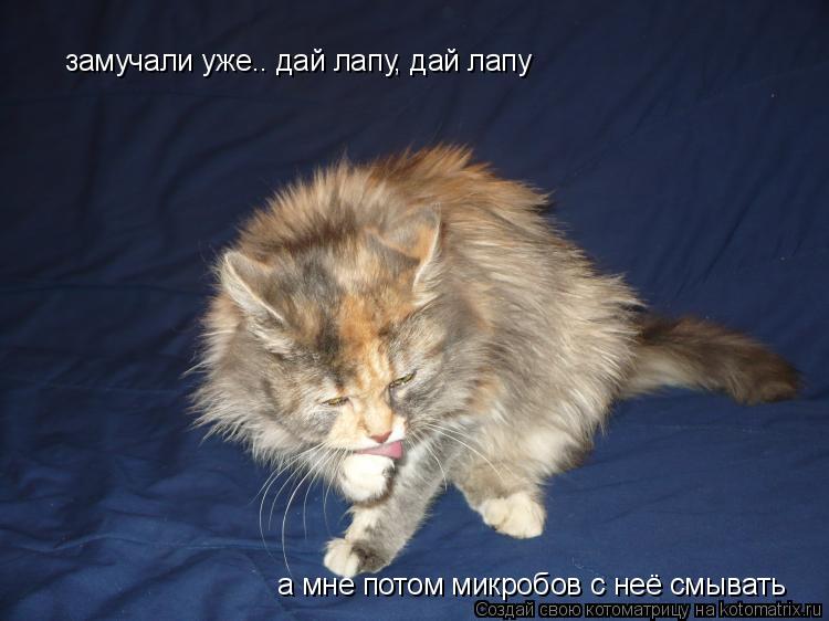 Котоматрица: замучали уже.. дай лапу, дай лапу а мне потом микробов с неё смывать