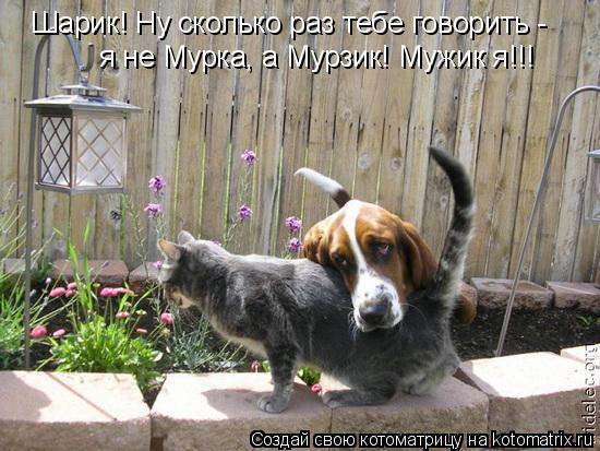Шарик! Ну сколько раз тебе говорить - я не Мурка, а Мурзик! Мужик я!!!... Котоматрица: Шарик! Ну сколько раз тебе говорить - я не Мурка, а Мурзик! Мужик я!!!