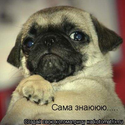 Сама знаююю........ Котоматрица: Сама знаююю.....