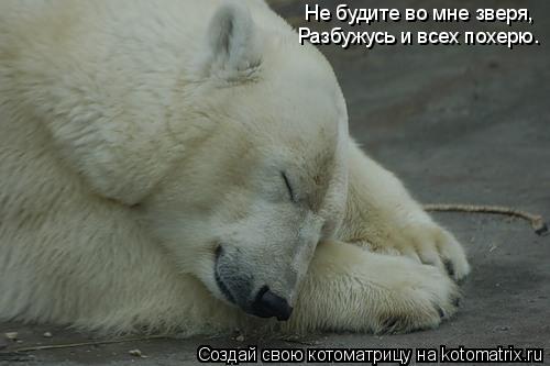 Не будите во мне зверя, Разбужусь и всех похерю.... Котоматрица: Не будите во мне зверя, Разбужусь и всех похерю.