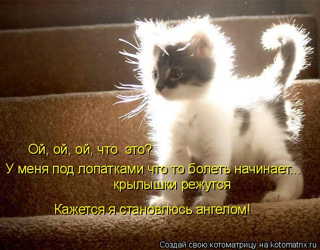 Ой, ой, ой, что это? У меня под лопатками что то болеть начинает... У меня под лопатками что то боле... Котоматрица: Ой, ой, ой, что это? У меня под лопатками что то болеть начинает... У меня под лопатками что то болеть начинает... крылышки режутся Кажется я ст