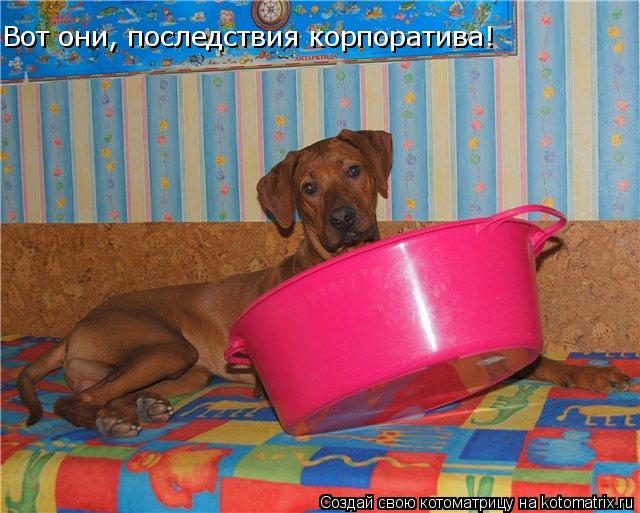 Вот они, последствия корпоратива!... Котоматрица: Вот они, последствия корпоратива!