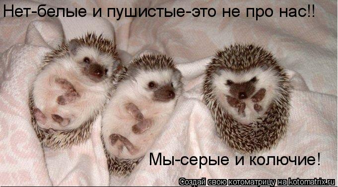 Нет-белые и пушистые-это не про нас!! Мы-серые и колючие!... Котоматрица: Нет-белые и пушистые-это не про нас!! Мы-серые и колючие!