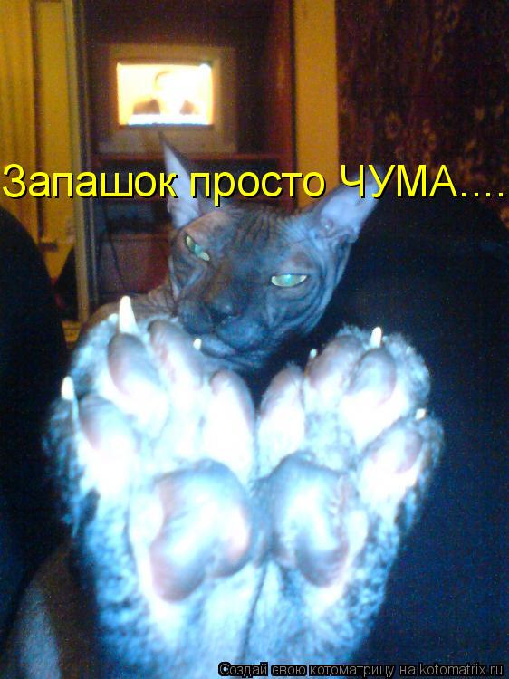 Запашок просто ЧУМА....... Котоматрица: Запашок просто ЧУМА....